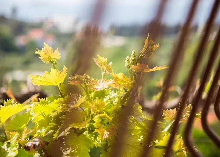 아파트 Joseph 챠브타트