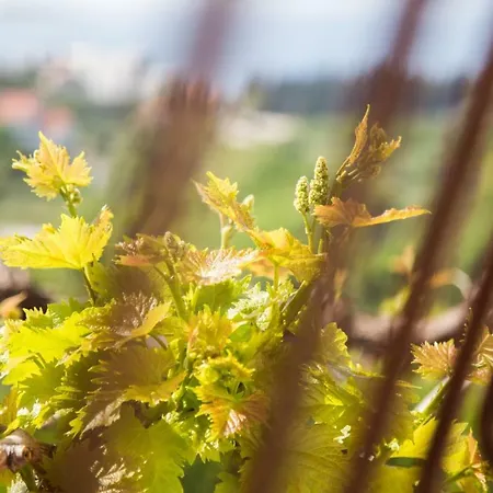 Apartment Joseph Cavtat